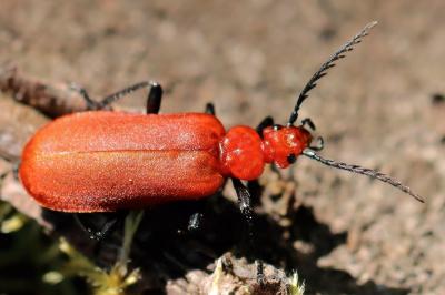 Pyrochroa serraticornis