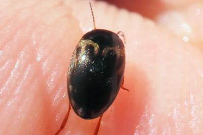 Hydroporus tessellatus