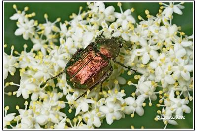 Gnorimus nobilis