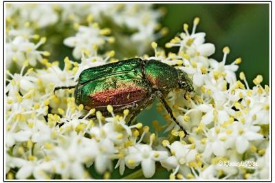 Gnorimus nobilis