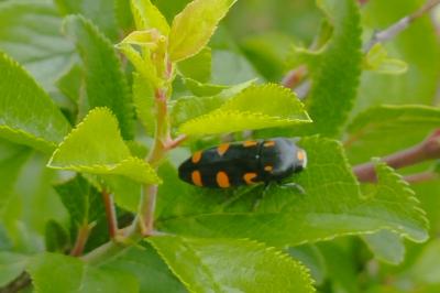 Ptosima undecimmaculata