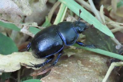Geotrupes mutator