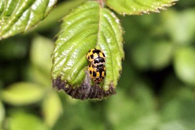 Propylea quatuordecimpunctata