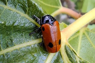 Clytra quadripunctata