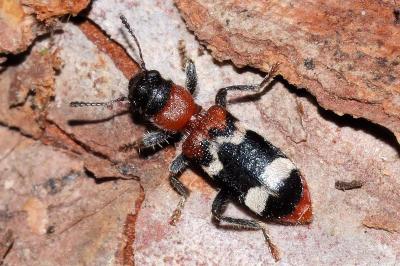 Thanasimus formicarius