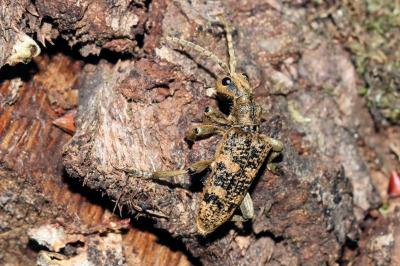 Rhagium sycophanta