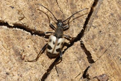 Pachytodes cerambyciformis