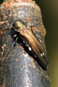 Agrilus biguttatus