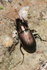 Poecilus cupreus