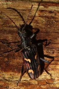 Rhagium bifasciatum