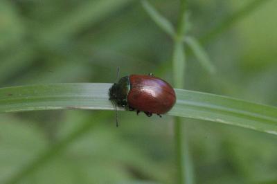 Chrysolina polita
