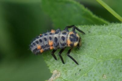 Coccinella septempunctata