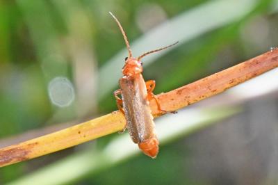 Cantharis rufa