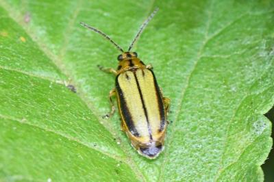 Xanthogaleruca luteola
