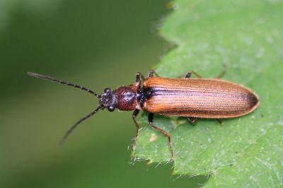 Denticollis linearis