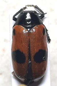 Clytra laeviuscula
