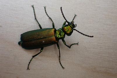Lytta vesicatoria