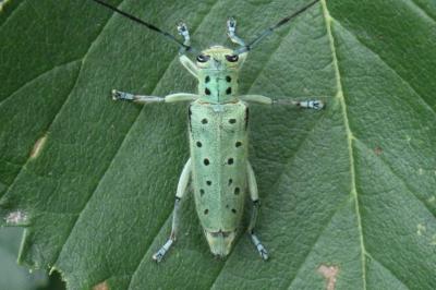 Saperda punctata