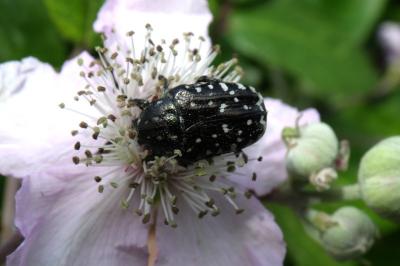 Oxythyrea funesta