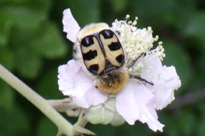 Trichius gallicus