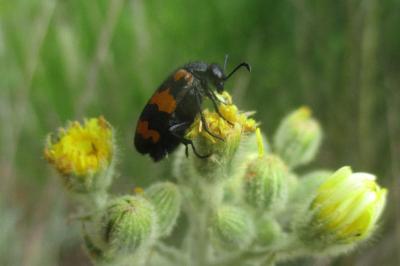 Mylabris variabilis