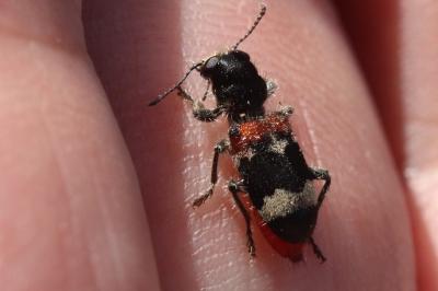Clerus mutillarius