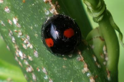 Chilocorus renipustulatus