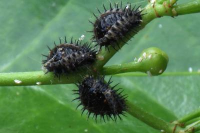 Chilocorus renipustulatus