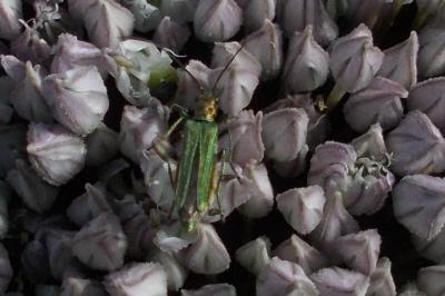 Oedemera nobilis