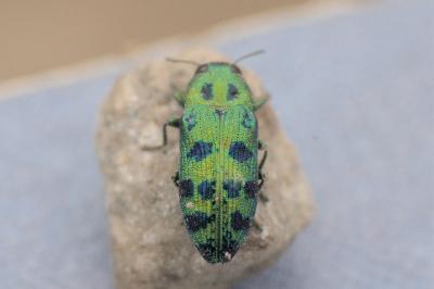 Lamprodila festiva