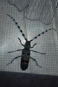Rosalia alpina