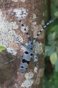 Rosalia alpina