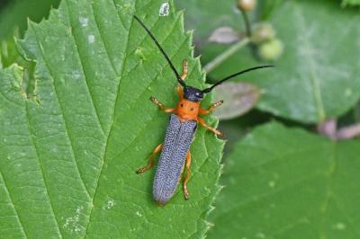 Oberea oculata