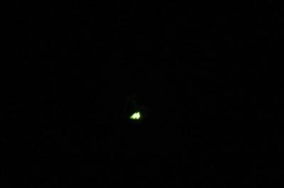 Lampyris noctiluca