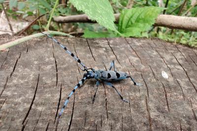 Rosalia alpina