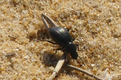 Tentyria