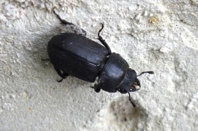 Dorcus parallelipipedus