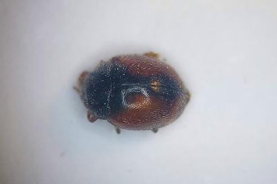 Scymnus interruptus