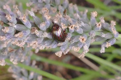 Chrysolina americana