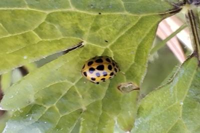 Psyllobora vigintiduopunctata
