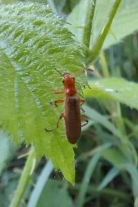 Cantharis cryptica/pallida