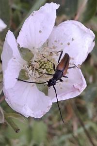 Stenurella melanura