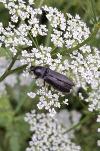 Melanotus villosus