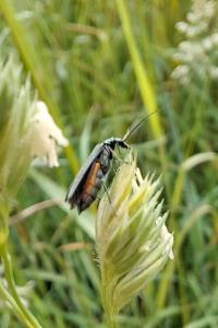 Oedemera