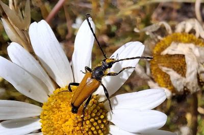 Stictoleptura fulva