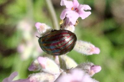 Chrysolina americana