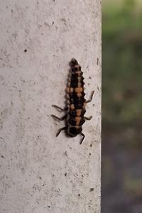 Oenopia conglobata