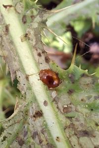 Sphaeroderma testaceum
