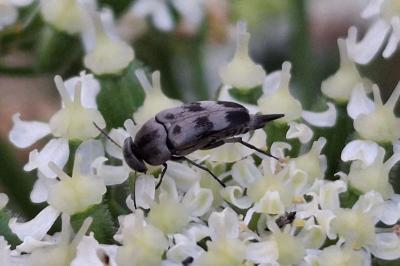Variimorda villosa