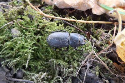 Dorcus parallelipipedus
